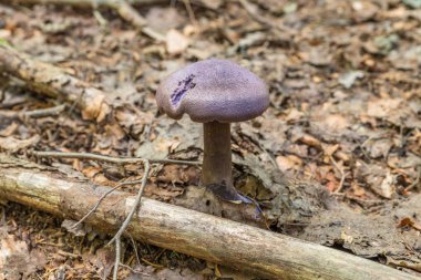Almanya 'nın yapraklarından yetişen bir ormanda mor peçe mantarı (Cortinarius violaceus) yetişir.