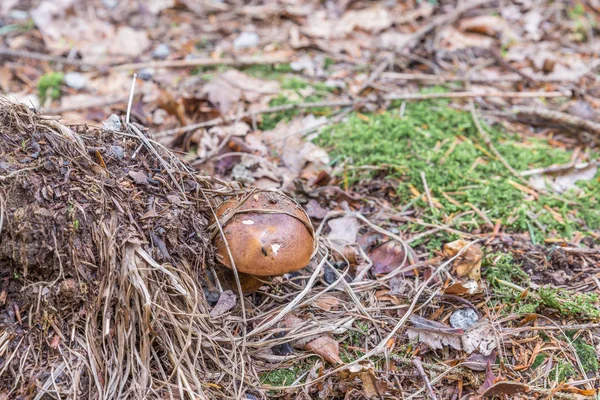 Cogumelos Porcini Floresta Baviera Alemanha — Fotografia de Stock