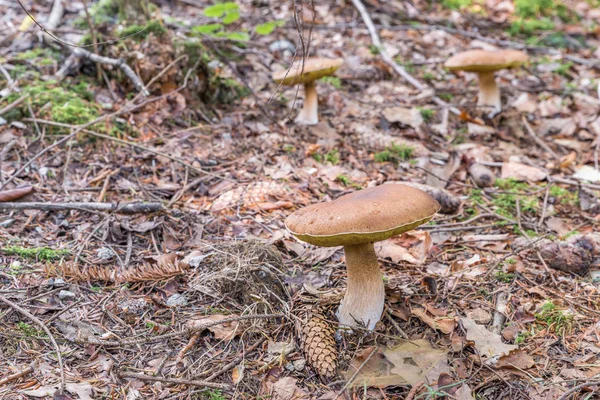 Champiñones Bosque Baviera Alemania —  Fotos de Stock