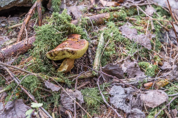Rhrling Mushroom Bavarian Forest Alemanha — Fotografia de Stock
