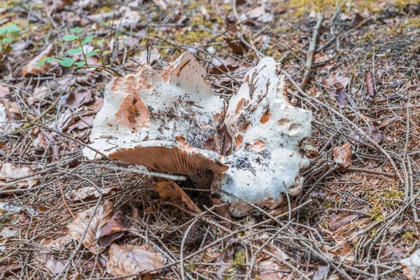 Ядовитый Белый Гриб Хвойном Лесу Германия — стоковое фото