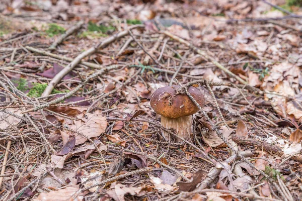 Грибы Porcini Баварском Лесу Германия — стоковое фото