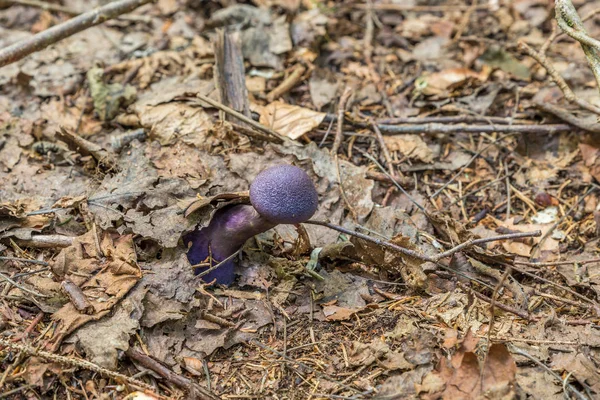 森林中的紫红色面纱蘑菇 Cortinarius Violaceus 生长于树叶中 — 图库照片