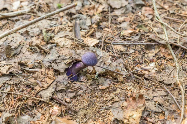 森林中的紫红色面纱蘑菇 Cortinarius Violaceus 生长于树叶中 — 图库照片