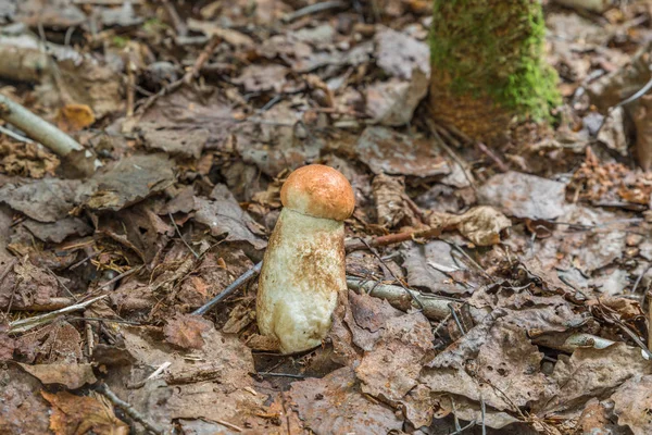 Cogumelos Porcini Floresta Baviera Alemanha — Fotografia de Stock