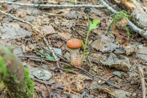 Cogumelos Porcini Floresta Baviera Alemanha — Fotografia de Stock