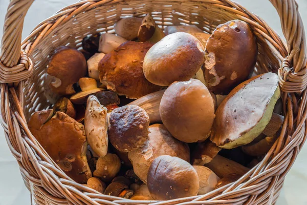 Una Cesta Champiñones Comestibles Recién Recogidos Alemania — Foto de Stock