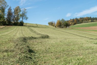 Almanya 'nın Bavyera Ormanı' ndaki çayırları ve manzaraları biçtim.