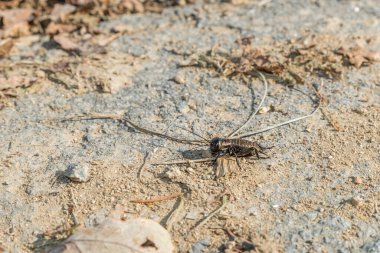 Emeklerken bir caddede bir cırcırböceğinin yakın çekimi, Almanya
