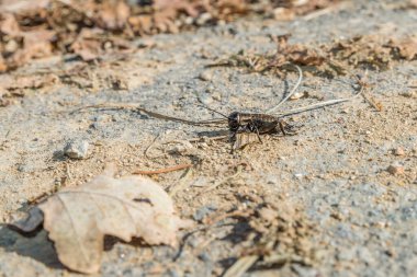 Emeklerken bir caddede bir cırcırböceğinin yakın çekimi, Almanya