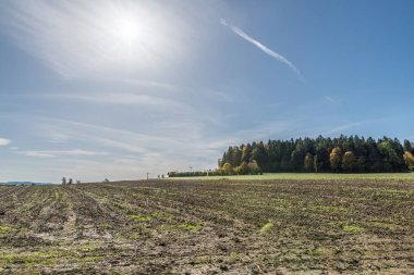 Almanya 'nın Bavyera Ormanı' ndaki ağaçlar, tarlalar ve çayırlarda güneş parlıyor
