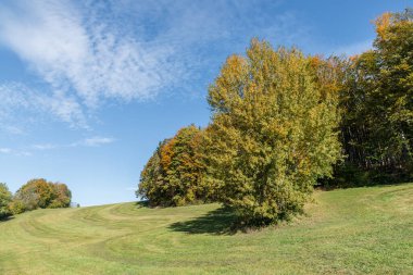 Almanya 'nın Bavyera Ormanı' ndaki ağaçlar ve çayırlar
