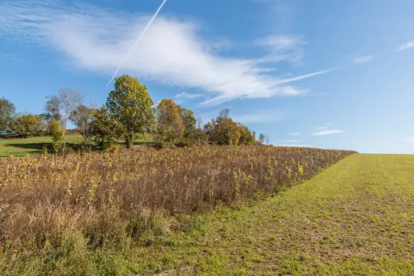 Withered Sunflowers Field Bavarian Forest Germany — Stock Photo, Image