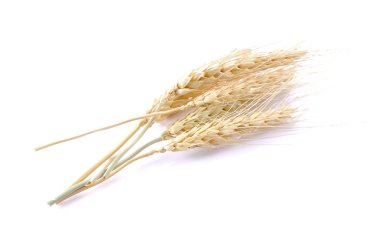 arpa buğday tohumu zemin üzerine inciler