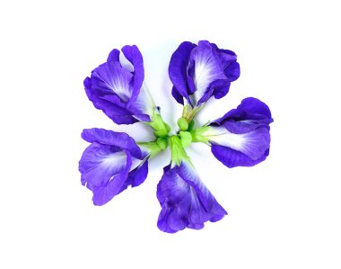 Mavi bezelye kelebek bezelye yakın çekim üzerine beyaz