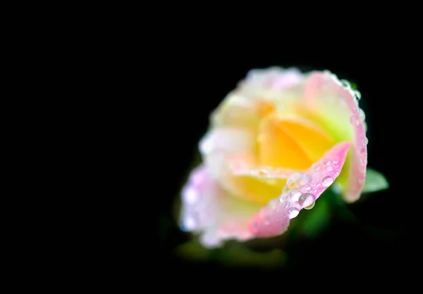 Rose flowers close up on background . — Stock Photo, Image