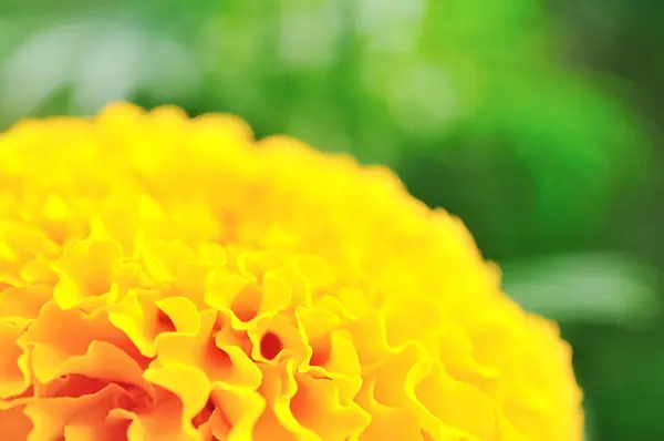 Flor de calêndula fundo bonito — Fotografia de Stock