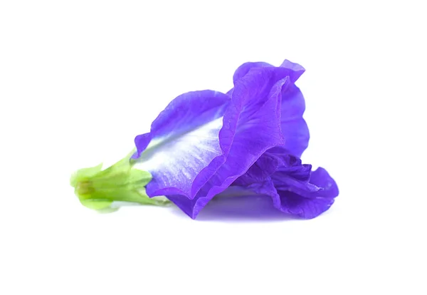 Blue pea butterfly pea close up on white — Stock Photo, Image