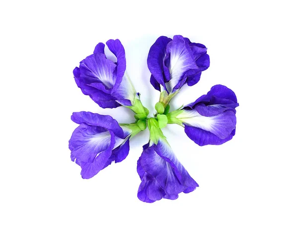 Mavi bezelye kelebek bezelye yakın çekim üzerine beyaz