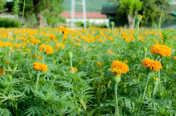 Ringelblume Blume schönen Hintergrund — Stockfoto