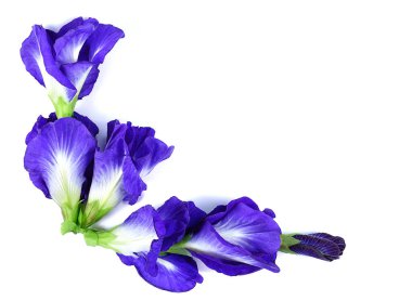 Mavi bezelye kelebek bezelye kapatın arka plan