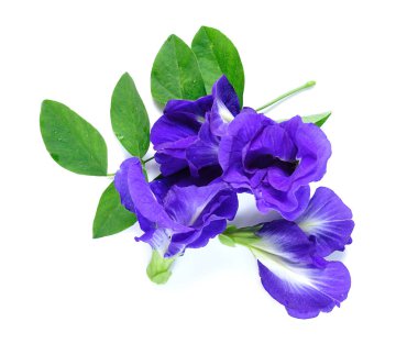 Mavi bezelye kelebek bezelye yakın çekim üzerine beyaz