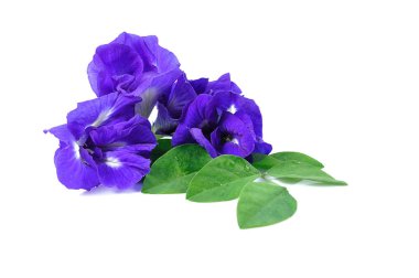 Mavi bezelye kelebek bezelye yakın çekim üzerine beyaz