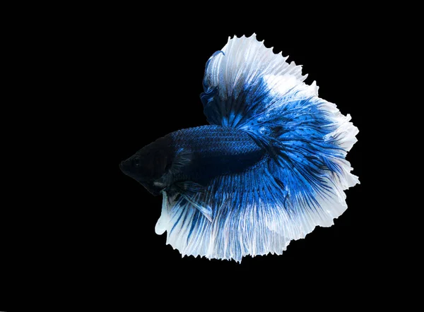 Betta demi-lune combat beau poisson gros plan — Photo