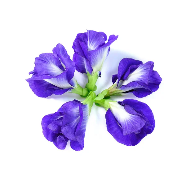 Modrá hrášku butterfly pea zblízka pozadí — Stock fotografie