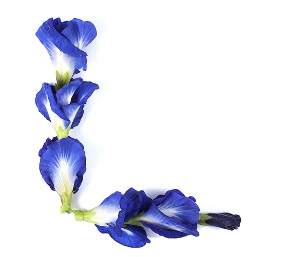 Mavi bezelye kelebek bezelye kapatmak adam