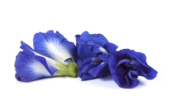 Blue pea butterfly pea close up background — Stock Photo, Image