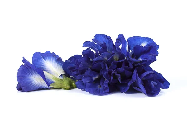 Mavi bezelye kelebek bezelye kapatın arka plan