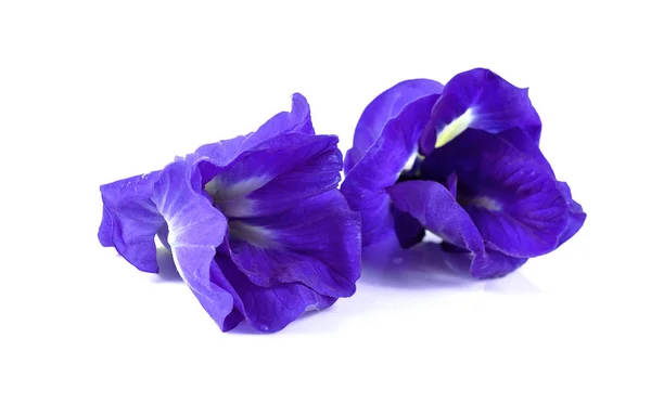 Mavi bezelye kelebek bezelye yakın çekim üzerine beyaz