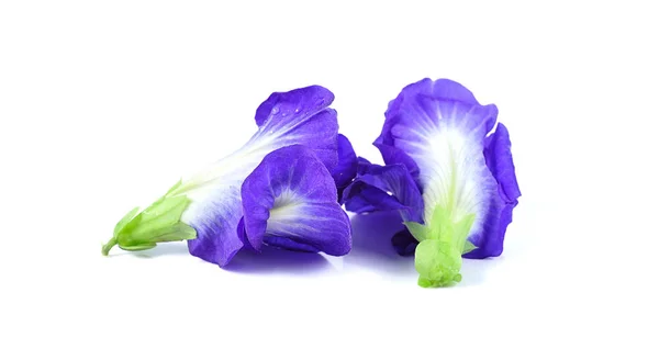 Mavi bezelye kelebek bezelye yakın çekim üzerine beyaz