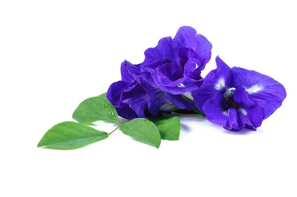 Mavi bezelye kelebek bezelye yakın çekim üzerine beyaz