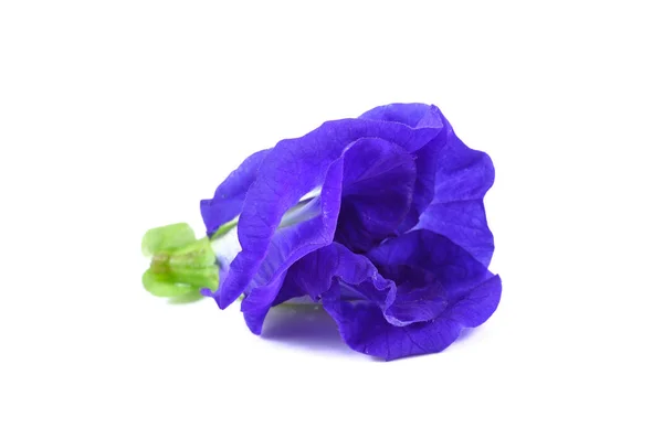 Blue pea butterfly pea close up on white — Stock Photo, Image