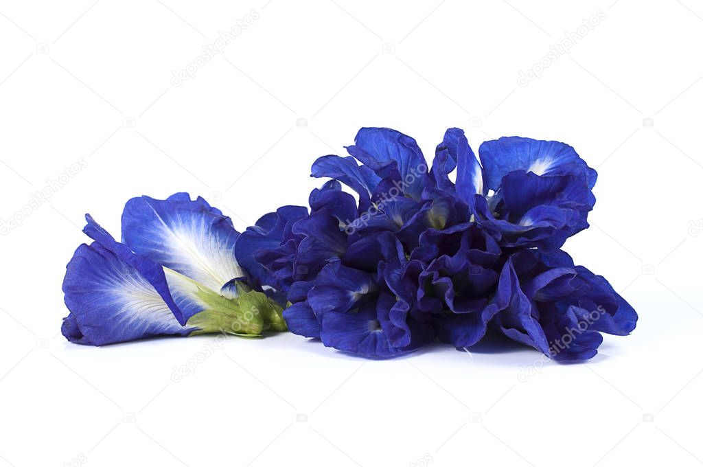 Blue pea butterfly pea close up background