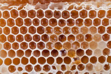 Bal arı doku arka planı için