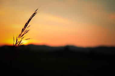 çim açık alana göre kırsal arka planı için