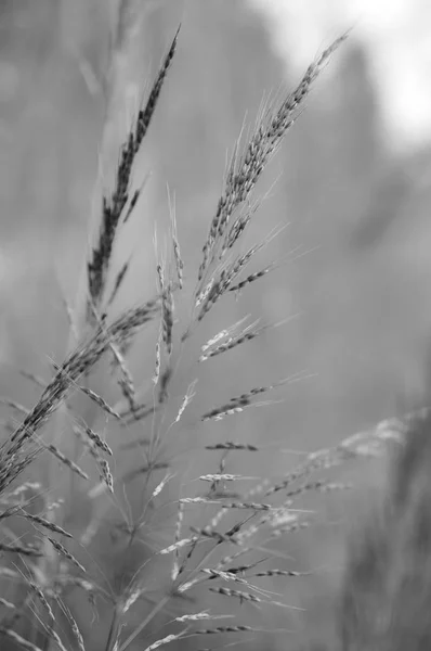 Grass field outdoor by countryside for background — Stock Photo, Image