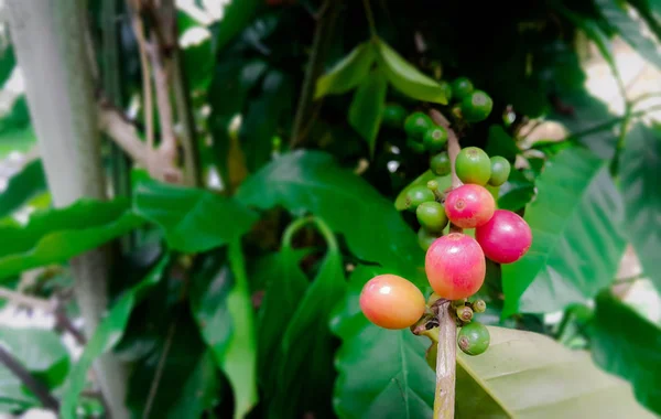Kawa roślin organicznych plantacji — Zdjęcie stockowe