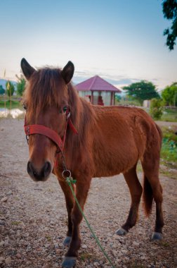 doğa gruptaki kahverengi futbol