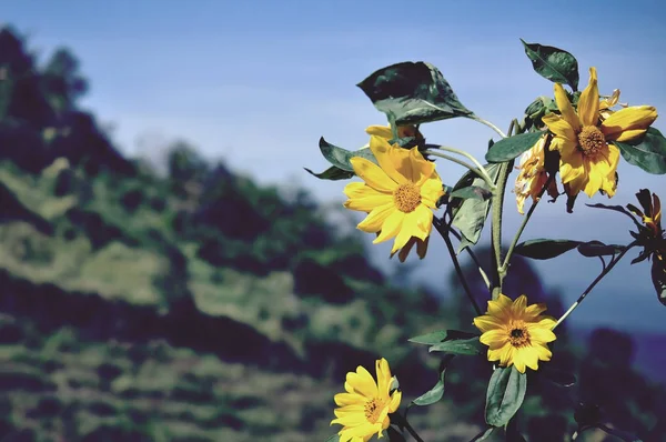 Sonnenblumenfarm hautnah Hintergrund — Stockfoto