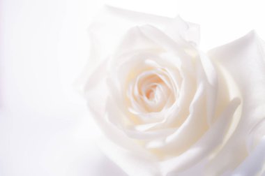 Gül çiçek arka plan üzerinde yakın çekim.