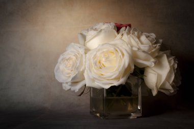 Gül çiçek arka plan üzerinde yakın çekim.