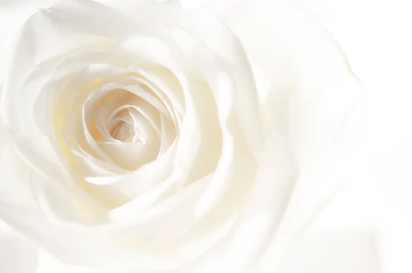 Gül çiçek arka plan üzerinde yakın çekim.