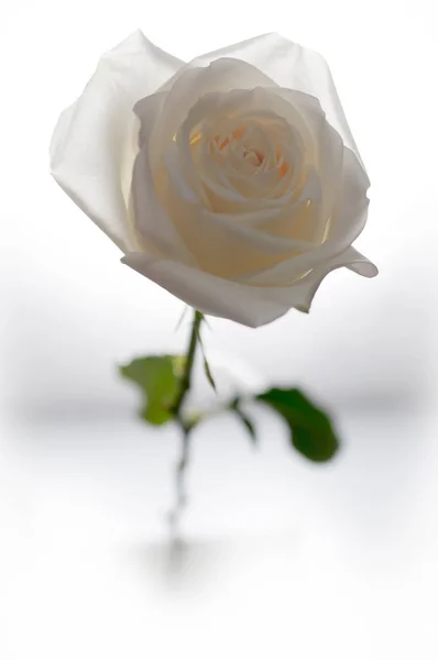 Rosenblüten aus nächster Nähe auf Hintergrund. — Stockfoto