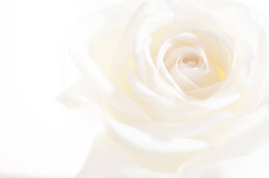 Gül çiçek arka plan üzerinde yakın çekim.