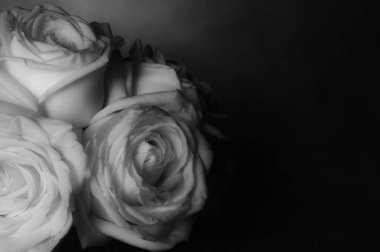 Gül çiçek arka plan üzerinde yakın çekim.