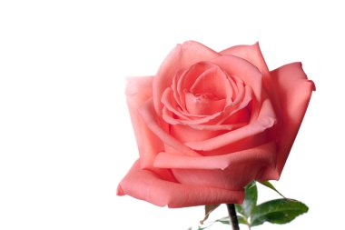 Gül çiçek arka plan üzerinde yakın çekim.